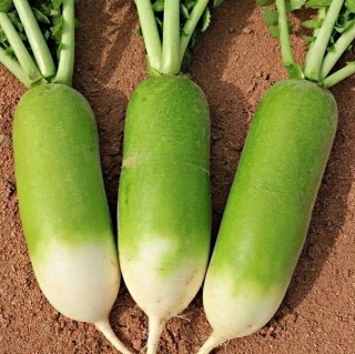 Редька Мисато Грин (дайкон) (Саката)