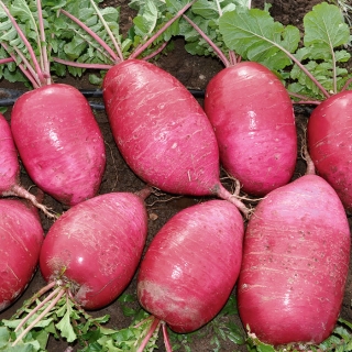 Дайкон Шу F1