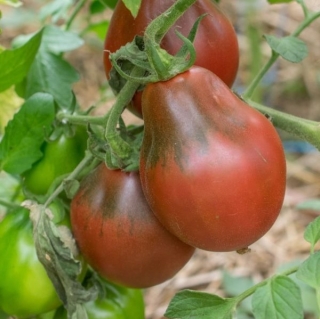 Томат Дамские пальчики шоколадные
