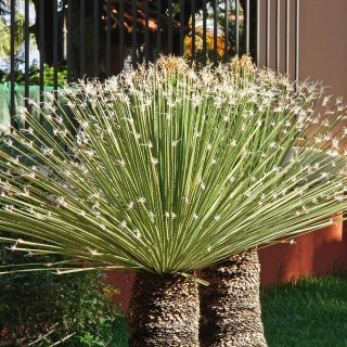 Дазилирион Уиллера (большой пакет)