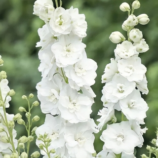 Дельфиниум Белый