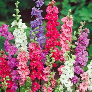 Дельфиниум Королевская миля, смесь сортов