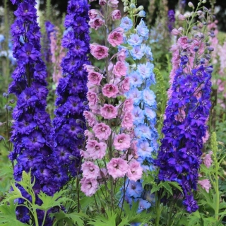 Дельфиниум Тихоокеанские гибриды смесь