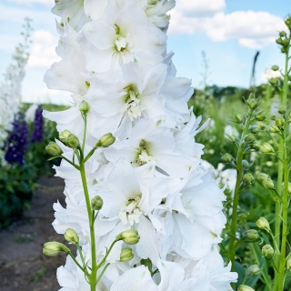 Дельфиниум Царский Белоснежный