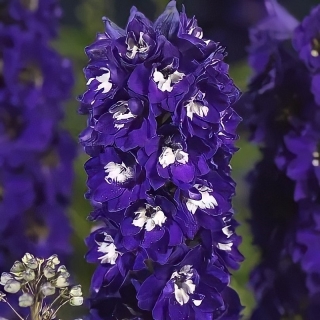 Дельфиниум Мэджик Фонтэйнс Дарк Блю Вайт Би