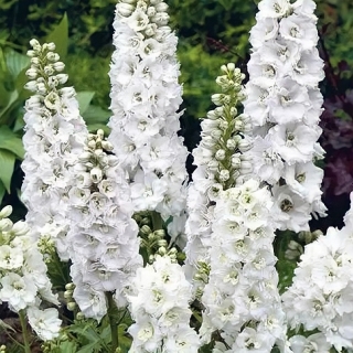 Дельфиниум Мэджик Фонтэйнс Пьюр Вайт