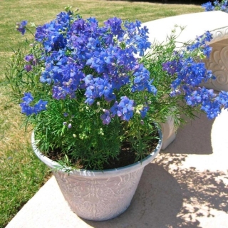 Дельфиниум Круиз Дарк Блю (Семена Профи)