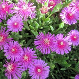 Делосперма купера Горная ромашка