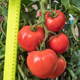 Томат Деметра F1