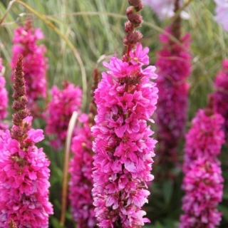 Дербенник Rosy Gem Иволистный (большой пакет)