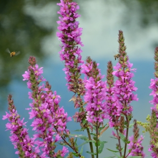 Дербенник Розовый жемчуг