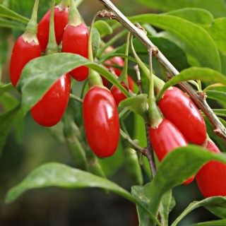 Дереза Ягода Годжи (обыкновенная)