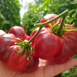 Томат Черничный Десерт