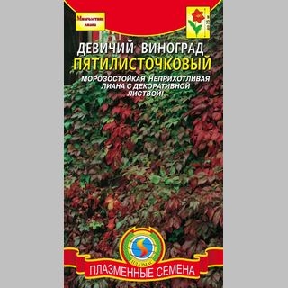 Девичий виноград пятилисточковый