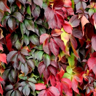 Девичий виноград пятилисточковый