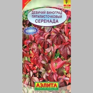 Девичий виноград Серенада