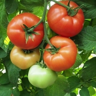 Томат Жонглер F1