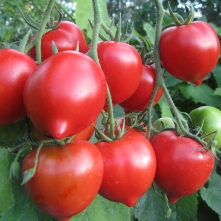 Томат Диадема F1