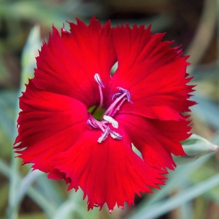 Гвоздика Диана Скарлет