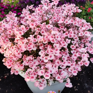 Диасция Королевская розовая