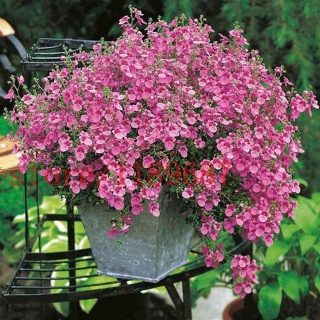 Диасция Успех