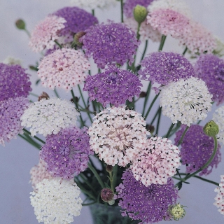 Дидискус Олимпий смесь