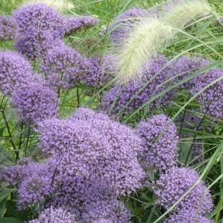 Дидискус лавандовый