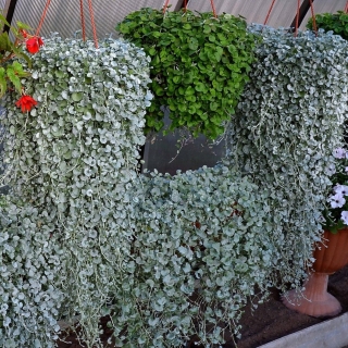 Дихондра Изумрудная и Серебристая (большой пакет)