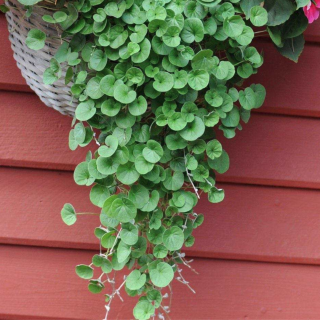 Дихондра Изумрудные нити