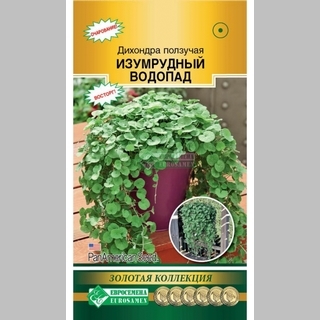 Дихондра Изумрудный водопад