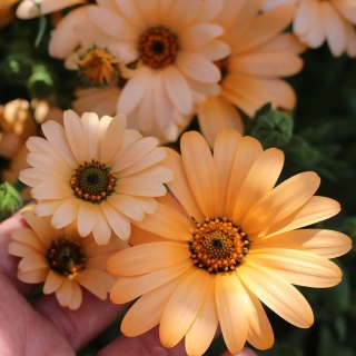 Диморфотека Корзинка с персиками (выемчатая)