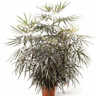 Дизиготека (Дициготека) изящная