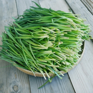 Лук Джусай душистый