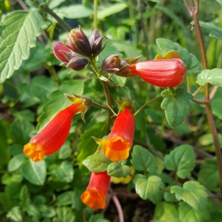 Эккремокарпус Волшебная флейта