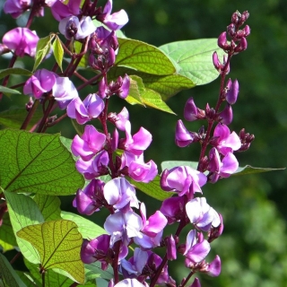 Долихос Вьющаяся сирень (Гиацинтовые бобы)