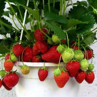 Клубника Домашний Деликатес F1