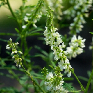 Донник белый Волжанин 1 кг (большой пакет)