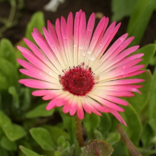 Доротеантус Девичьи Реснички маргаритковый