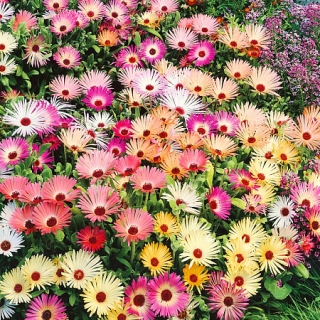 Доротеантус Пастельная смесь