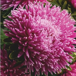 Астра Дракон селект Лилак Роуз