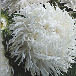 Астра Дракон селект Вайт