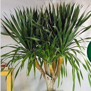 Драцена Драко