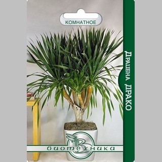 Драцена Драко