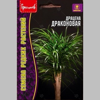 Драцена Драконовая  (большой пакет)