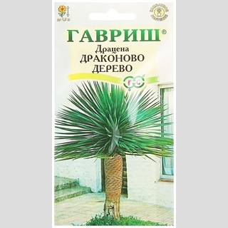 Драцена Драконово Дерево