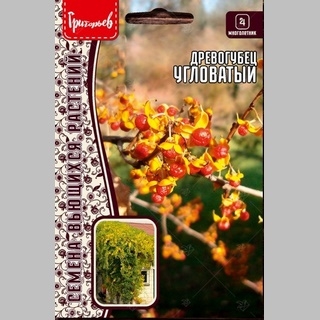 Древогубец угловатый (большой пакет)