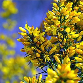 Дрок Испанский (большой пакет)