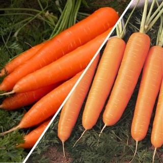 Дуэт Морковь Королева Осени +Нантская 4