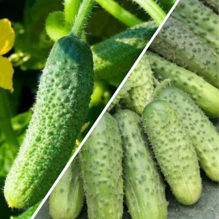 Дуэт Огурец Бочковой F1 +Засолочный