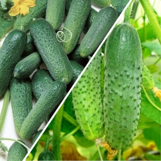 Дуэт Огурец Герасим F1 +Муму F1